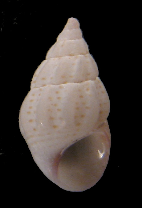 Verifica determinazi9oni Rissoe